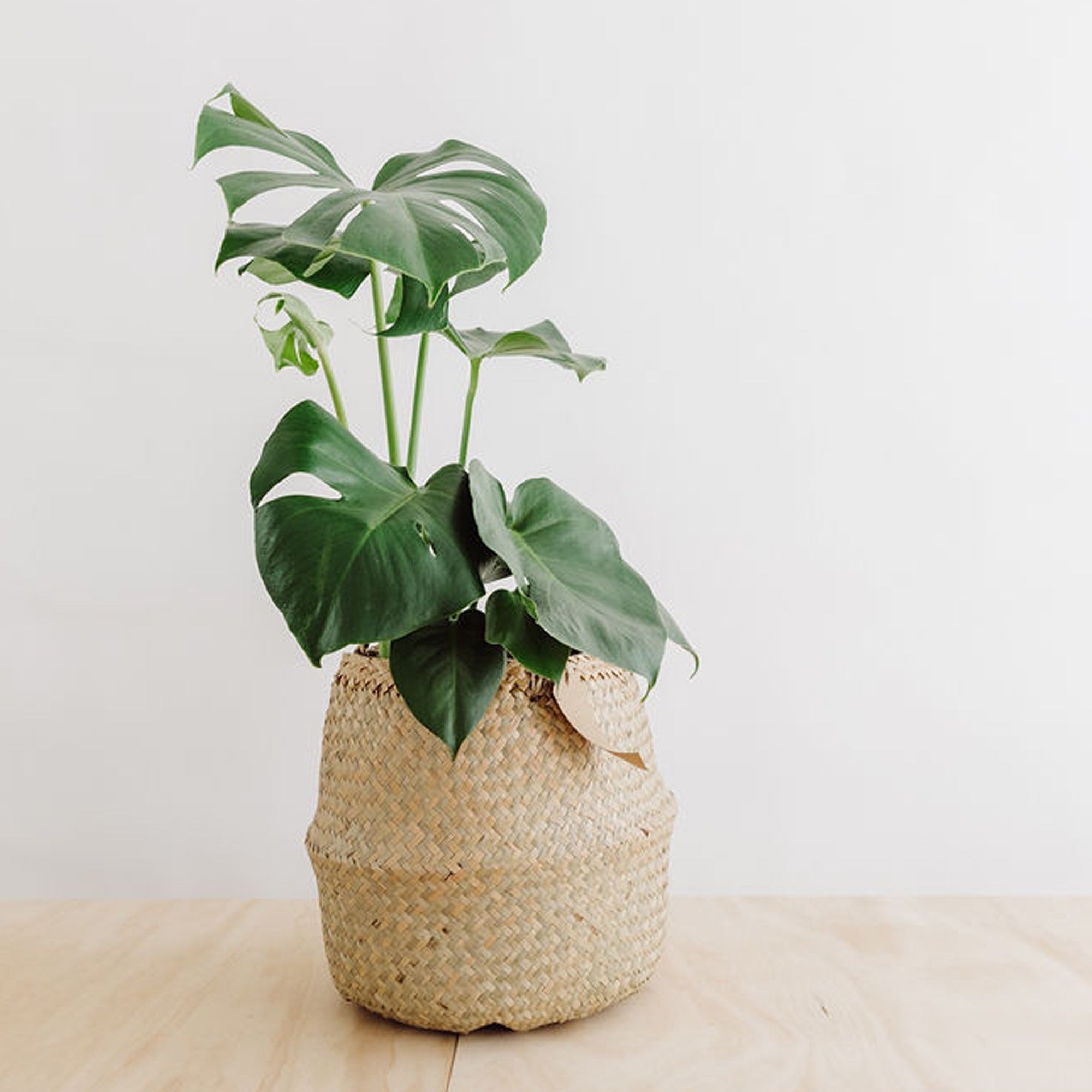 Plants