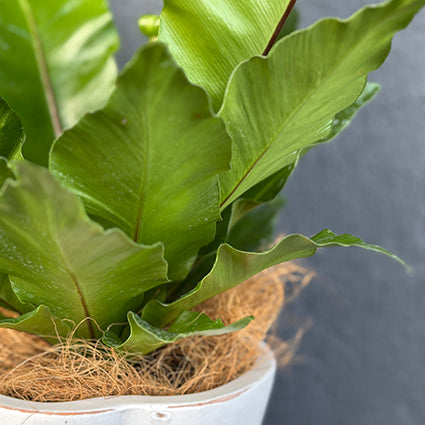 Birds Nest Fern Plant (Asplenium)