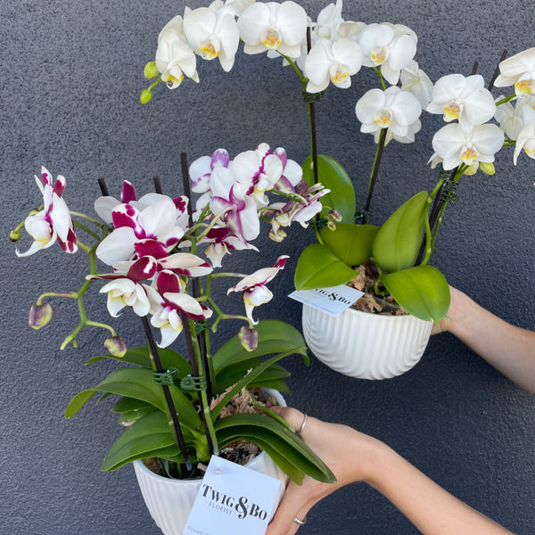 Potted Mini Phalaenopsis Orchid