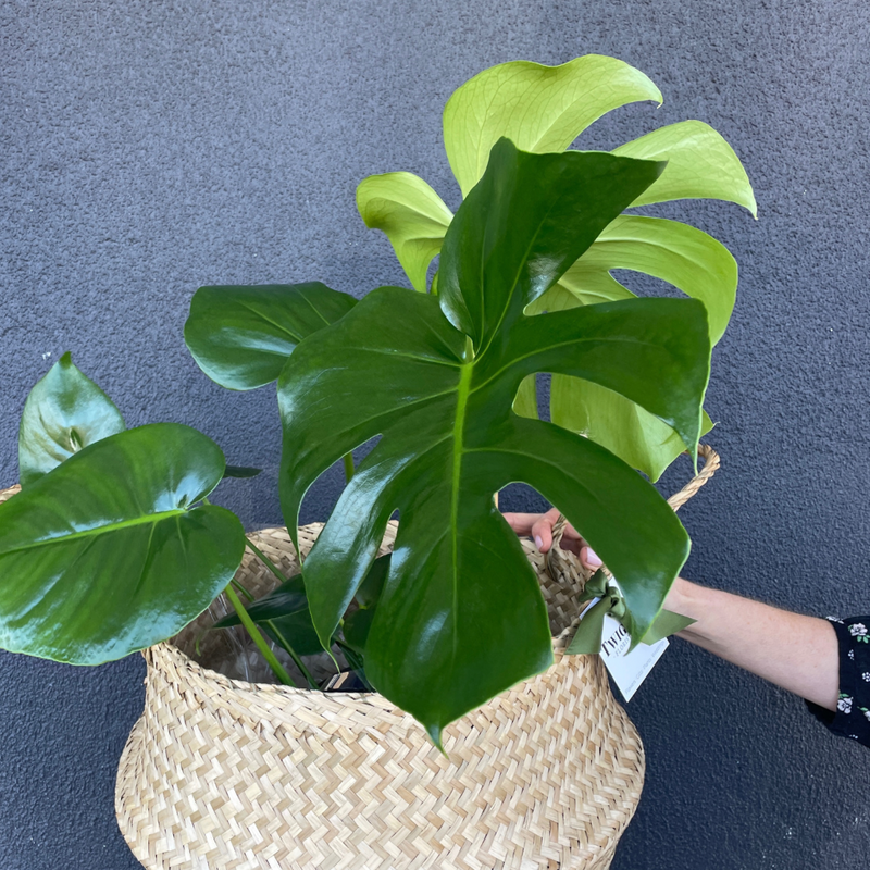 Swiss Cheese Plant (Monstera deliciosa)