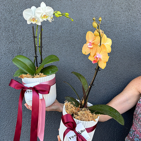 Maggie; Potted Orchid Plant Gift Hamper + Treats