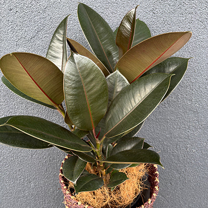 Burgundy Rubber Plant (Ficus Elastica)