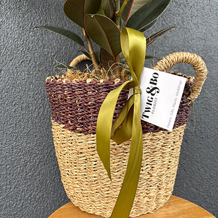 Burgundy Rubber Plant (Ficus Elastica)