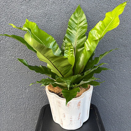 Birds Nest Fern Plant (Asplenium)
