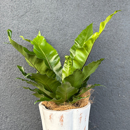 Birds Nest Fern Plant (Asplenium)