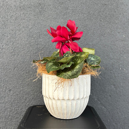 Cyclamen Flowering Potted Plant