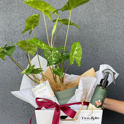 Mother's Day - Plant lover Gift Hamper