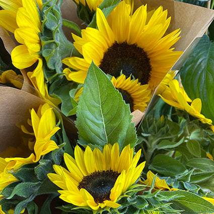 Sunflowers en masse