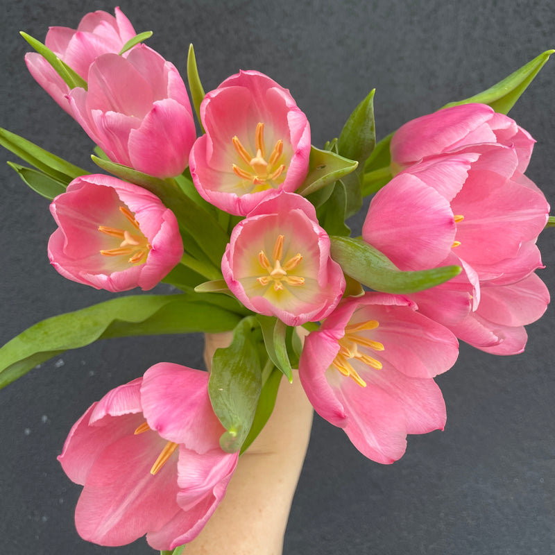 Seasonal Tulips en masse